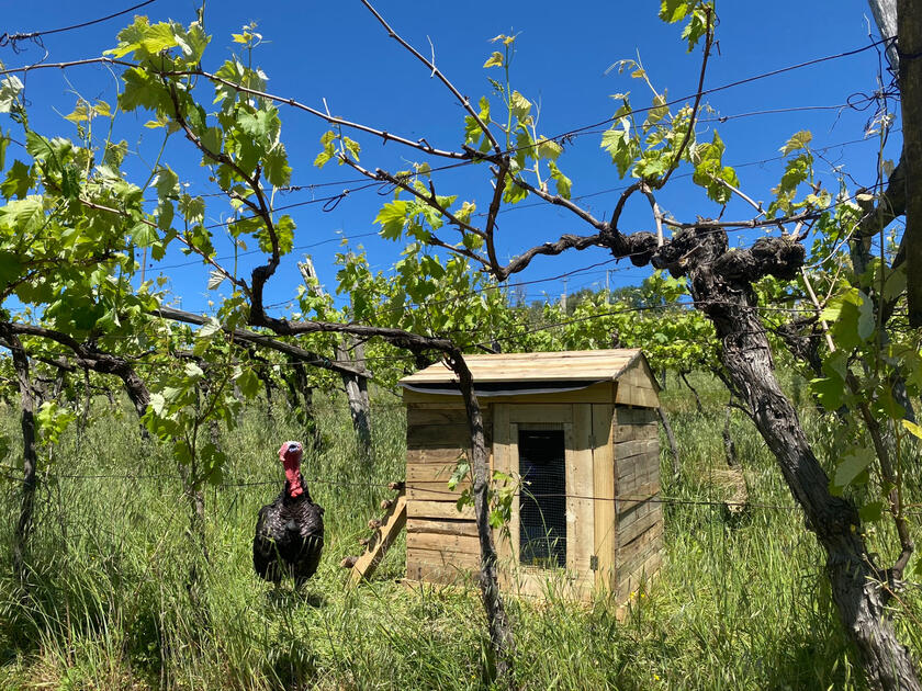 Samooskrba in izmenjava