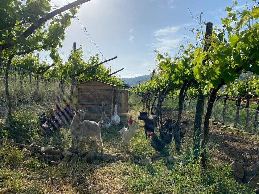 Samooskrba in izmenjava